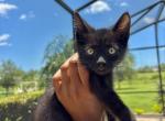 Beerus - Ragdoll Kitten For Sale - Orlando&comma; FL&comma; US