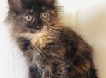 Chewie Polydactyl - Maine Coon Kitten For Sale - Chicago&comma; IL&comma; US