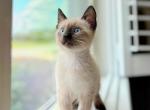 Farley - Ragdoll Kitten For Sale - Orlando&comma; FL&comma; US
