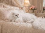 Snuggles Litter - Persian Kitten For Sale - Waxahachie&comma; TX&comma; US
