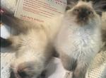 Mittsy and Nermal - Ragdoll Kitten For Sale - Dassel&comma; MN&comma; US