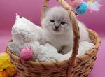 LuLu's boy seal point lynx - Ragdoll Kitten For Sale - New York&comma; NY&comma; US