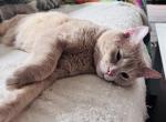 Willow - Domestic Cat For Adoption - Round Rock&comma; TX&comma; US
