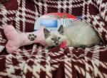 Lavender Balinese 1 F - Siamese Kitten For Sale - NY&comma; US