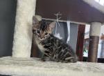 F3 glitter Bengal white collar - Bengal Kitten For Sale - Litchfield&comma; IL&comma; US