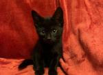 Momo - Domestic Cat For Sale - 