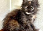 Mamba Polydactyl - Maine Coon Kitten For Sale - 
