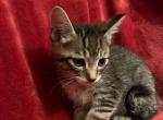 Body - Domestic Cat For Sale - Clackamas&comma; OR&comma; US