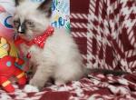 Balinese M Snow Shoe - Siamese Kitten For Sale - 