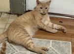 Garfield - Domestic Cat For Sale - Elizabethport&comma; NJ&comma; US