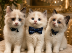 3 babies - Ragdoll Kitten For Sale - Lexington&comma; PA&comma; US