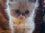 Shade - Ragdoll Kitten For Sale - 