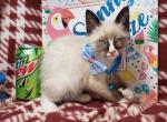 Snow Shoe 1 Male - Siamese Kitten For Sale - NY&comma; US