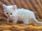 Deadpan - Ragdoll Kitten For Sale - 