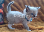 Glare - Ragdoll Kitten For Sale - Blanchard&comma; OK&comma; US