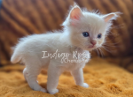 Mug - Ragdoll Kitten For Sale - Blanchard&comma; OK&comma; US
