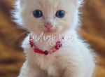 Daggers - Ragdoll Kitten For Sale - Blanchard&comma; OK&comma; US
