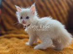 Glower - Ragdoll Kitten For Sale - Blanchard&comma; OK&comma; US