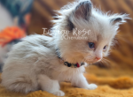 Tinsel - Ragdoll Kitten For Sale - Blanchard&comma; OK&comma; US