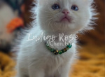 Kazoo - Ragdoll Kitten For Sale - Blanchard&comma; OK&comma; US