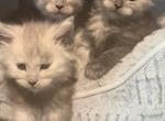 Jewel Darker Blue Smoke - Maine Coon Kitten For Sale - North Las Vegas&comma; NV&comma; US