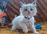 Cupcake - Ragdoll Kitten For Sale - Blanchard&comma; OK&comma; US