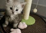 Opal Light Blue Smoke - Maine Coon Kitten For Sale - North Las Vegas&comma; NV&comma; US