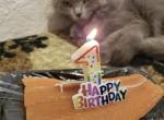 Smokey - Scottish Fold Cat For Sale/Service - New York&comma; NY&comma; US