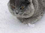 Smokey - Scottish Fold Cat For Sale/Service - New York&comma; NY&comma; US