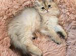 Golden British longhair - Persian Kitten For Sale - Miami&comma; FL&comma; US