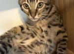 Tiny cheetah - Savannah Kitten For Sale - 