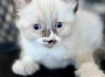 Ragdoll Balinese mix - Ragdoll Kitten For Sale - Gilbert&comma; AZ&comma; US