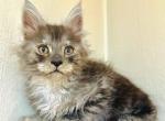 Dusty - Maine Coon Kitten For Sale - Chicago&comma; IL&comma; US