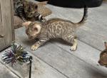 Poppy - Bengal Kitten For Sale - Macon&comma; MO&comma; US