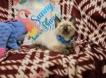 Seal Point 2 Male R - Siamese Kitten For Sale - NY&comma; US