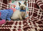 Seal Point 2 Male - Siamese Kitten For Sale - 