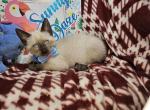 Seal Point 2 Male - Siamese Kitten For Sale - 