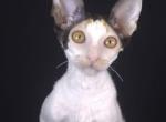 Arianna Vera - Cornish Rex Kitten For Sale - Traverse City&comma; MI&comma; US
