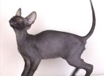 Armani Ver - Cornish Rex Kitten For Sale - Traverse City&comma; MI&comma; US