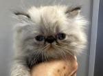 Blue points Persian male - Persian Kitten For Sale - Brooklyn&comma; NY&comma; US