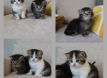 British shorthair males - British Shorthair Kitten For Sale - Shakopee&comma; MN&comma; US