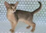 Zhasmin - Abyssinian Kitten For Sale - Norwalk&comma; CT&comma; US