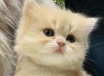 Blondie Lion - Persian Kitten For Sale - Fairview&comma; NJ&comma; US