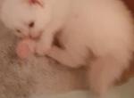 Fancys kittens - Persian Kitten For Sale - Winter Haven&comma; FL&comma; US
