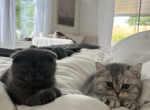 Scottish twins - Scottish Fold Kitten For Sale - Ballwin&comma; MO&comma; US
