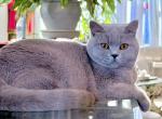 Tokyo - British Shorthair Cat For Sale - 