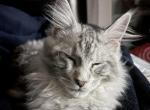 Kyoto - Maine Coon Kitten For Sale - College Point&comma; NY&comma; US