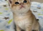 Tomi - British Shorthair Kitten For Sale - Carrollton&comma; TX&comma; US