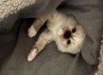 Freya & Charlie's Earth litter - Ragdoll Kitten For Sale - Columbia&comma; MO&comma; US