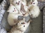 Ember & Charlie's Fire Litter - Ragdoll Kitten For Sale - Columbia&comma; MO&comma; US